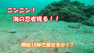 海の忍者！ダルマガレイ現る！！【水中映像】