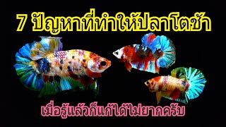 #ปลากัดปากช่อง-7ปัญหาที่ทำให้ลูกปลาโตช้า เมื่อรู้แล้วก็แก้ได้ไม่ยากครับ