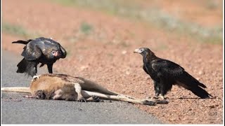 How Eagle Attack Kangaroo Success. The Best Of Eagle Attacks