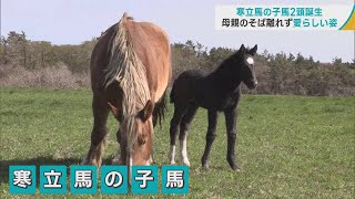 母馬のそばを離れず愛らしい姿　青森・東通村尻屋崎の「寒立馬」子馬2頭生まれる