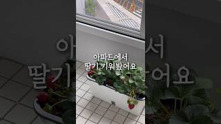 아파트 베란다에서 딸기 키워봤어요👀♥️