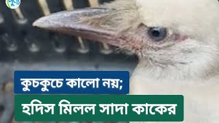 কুচকুচে কালো নয় ; এবার হদিস মিললো ধবধবে সাদা কাকের | PUNNO TV