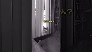 まさかのアライグマがやって来た！　#shorts  #アライグマ　#野良猫　#保護猫  #野良猫から家猫へ