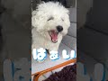 【しゃべる犬】ちゃんと返事をする犬🐶 ビションフリーゼ 子犬 bichonfrise shorts