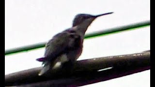 IECV NV #316 - 🐤 Hummingbird On The Power Line 5-18-2017