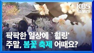 상춘객 반기는 산수유꽃 만개…주말 곳곳서 봄꽃 축제 / KBS  2024.03.15.