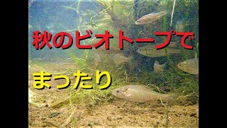 【ビオトープ】秋のビオトープでまったり。キタノアカヒレタビラとシナイモツゴが大成長！