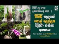 ඕකිඩ් පැලයක් පොල් ලෙල්ලක සිටුවා ගන්නා ආකාරය | How to plant an orchid plant in a coconut husk