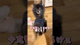 おもちゃが好きすぎておかしくなってしまう犬#shorts #ポメラニアン#dog#かわいい#おもしろ#多頭飼い#cutedog#犬#pomeranian#怒る犬#포메라니안