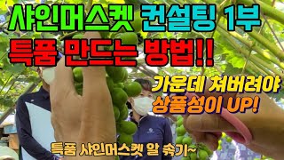 샤인머스켓 알솎기 특품 만드는 방법! 포도 놀라운 기술!