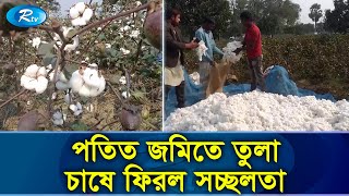 বরেন্দ্র অঞ্চলের কৃষিতে তুলা চাষ নতুন সম্ভাবনার দুয়ার খুলেছে | Cotton Cultivation | Rtv Exclusive