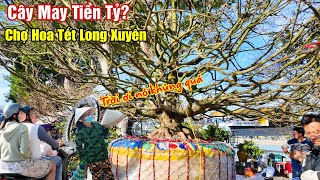 Cận cảnh cây Mai Tiền Tỷ ở chợ hoa tết Long Xuyên đẹp cỡ nào? mà ai đi ngang cũng ngước nhìn