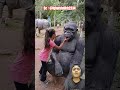 ADA LABA LABA DI KEPALA GORILLA⁉️ @iqbalshaikh2334 #monkey #animals #gorilla #funny #shortvideo