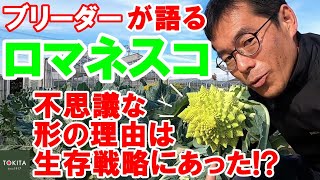 【イタリア野菜】ロマネスコ徹底解説！【ブリーダー】