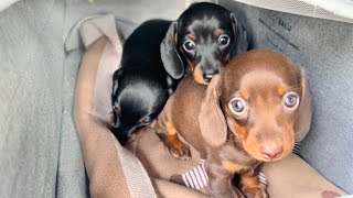 Dachshund puppies go to the vet for vaccination and microchip.