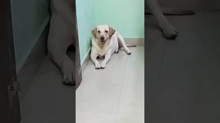 🔥கடைசி வரை பாத்து இவன் செய்யறது சரியானு சொல்லுங்க💥 #shorts #shortsfeed #funny #doglover #viralshorts