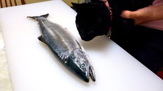 幻の高級魚を手に入れたので子猫達にプレゼントした結果。。