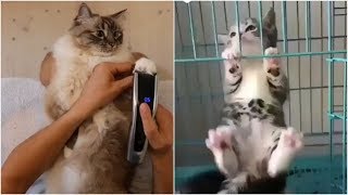 cats videos songs - cats meowing - cute kittens meowing - cat meowing video - kitten meowing videos