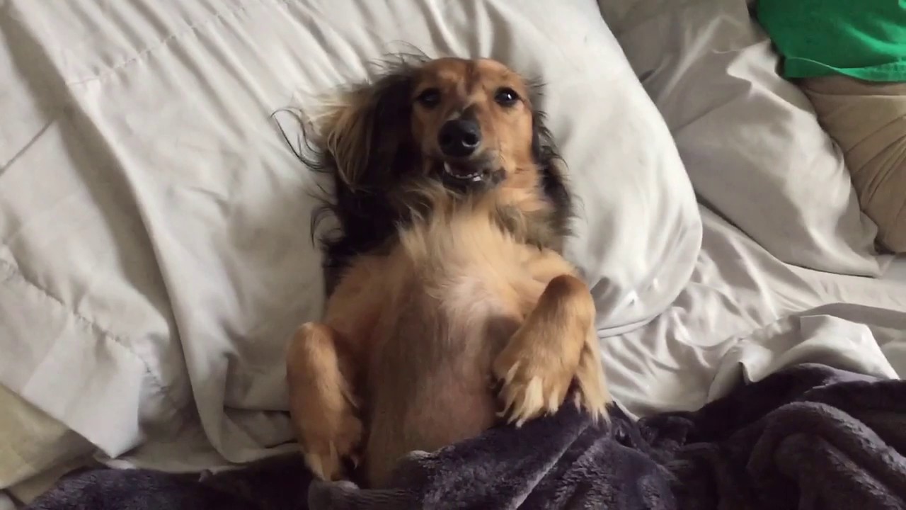 Mannequin Challenge Wiener Dog Version Youtube