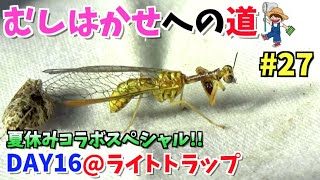 #27【昆虫探検1600】激レア！カマキリモドキがライトトラップに飛んできた！(むしはかせへの道DAY16)