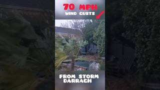 70 +MPH wind GUSTS from Storm DARRAGH on palm tree !Uk Tropical garden #shorts #darragh #storm #wind