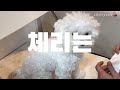 체리블리 no.13 비숑 빗질 방법 빗질 싫어하는 강아지 강아지 일상 vlog 펫드라이룸 사용후기 미니비숑 넬로 펫드라이룸 강아지 눈물관리