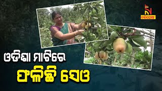 କାଶ୍ମୀର ନୁହେଁ ଓଡିଶାରେ ହେଉଛି ସେଓ ଚାଷ | NandighoshaTV