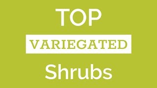 Top Variegated Shrubs