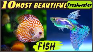 10 Most Beautiful Freshwater Fish ! Most beautiful Aquarium Fish