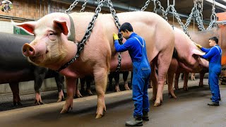 How Giant Pigs Processed - Too Big For The Slaughterhouse, Amazing Pigs Farm | Farming Documentary