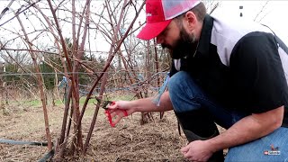 When to Prune Blackberry Bushes
