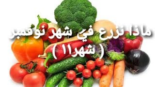 ماذا يزرع في شهر نوفمبر تشرين الثاني ( شهر ١١ )