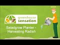 harvesting radish greenhouse sensation 2013