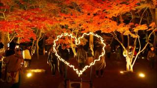 2019年、長瀞・月の石もみじ公園の紅葉、ライトアップ