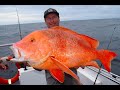 Insane Fishing on Rainbow Escape Charters! Reds, Snapper, Nannygai Mulloway, Amberjack!