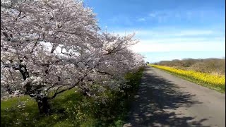 木曽長良背割堤の桜並木（岐阜県羽島市）（2022.4.1）Row of cherry trees along the Kiso Nagara Backwaters Bank