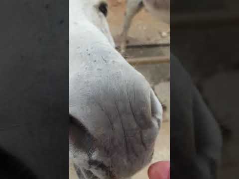 Donkey sanctuary Donkey sanctuary