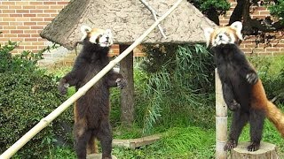 2013.11.9 東武動物公園 レッサーパンダガイド③ Red Panda Guide Kokoro and Chihiro③