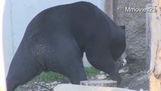 あ〜やっちゃった・・で、急遽収容　マレーグマのウメキチ~Malayan Sun Bear