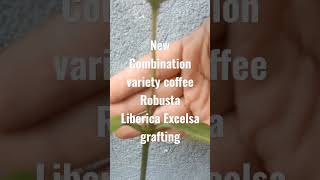 New combination grafting coffee