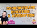 Carbohydrate Digestion & Absorption