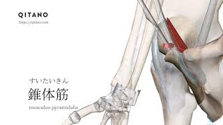 錐体筋の解剖学図｜musculus pyramidalis｜筋肉辞典#42