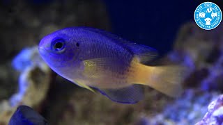 【チャーム】海水魚 イエローベリーダムセル Pomacentrus sp. スズメダイ charm動画