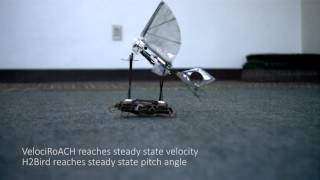 Coordinated Launching of H2Bird with VelociRoACH