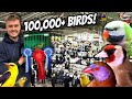 GIANT Bird Market in the UK - Stafford 2024