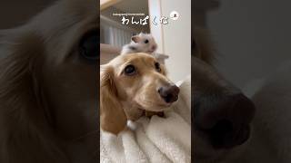 ゆっくりと家族になっていく｜PECO #ミニチュアダックスフンド #ハムスター #ダックス #ハムスターのいる生活 #miniaturedachshund #hamster  #dachshund