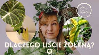 Dlaczego liście żółkną?