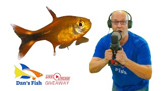 Ep 330 Silvertip Tetra GIVEAWAY