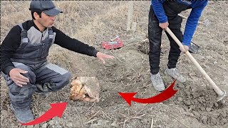 🍇Тўғри пайванд – 2 баробар кўпроқ узум♻️✅