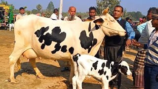 @আজ ৩০/১/২৫ | উন্নত জাতের দুধের গাভী ও বাছুর গরুর দাম | বিরামপুর |দিনাজপুর